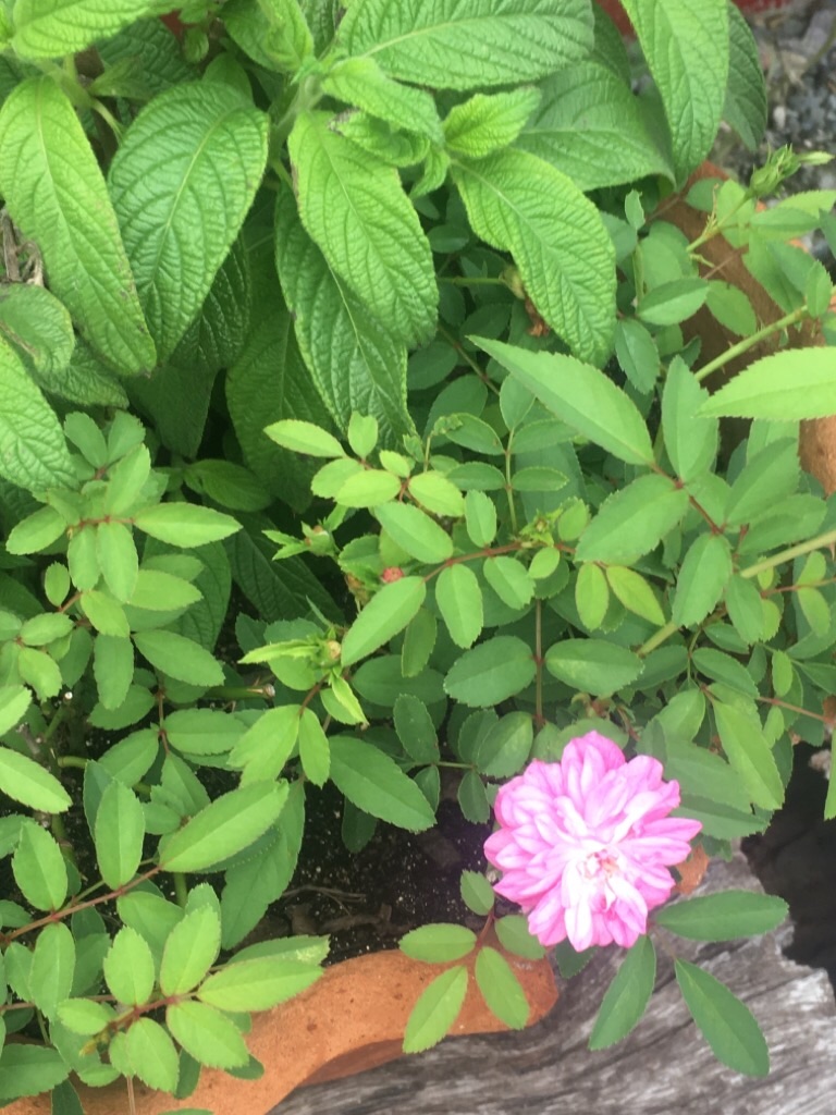 f:id:zappa38:20200904192852j:image