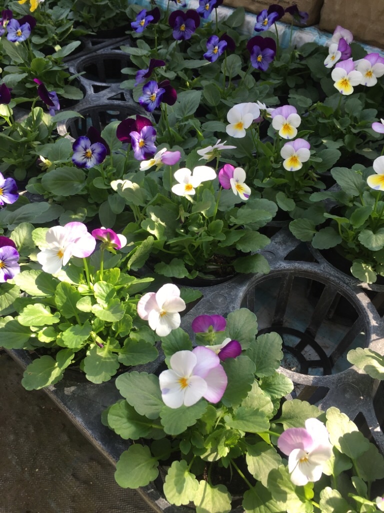 f:id:zappa38:20201021212245j:image f:id:zappa38:20201021212245j:image