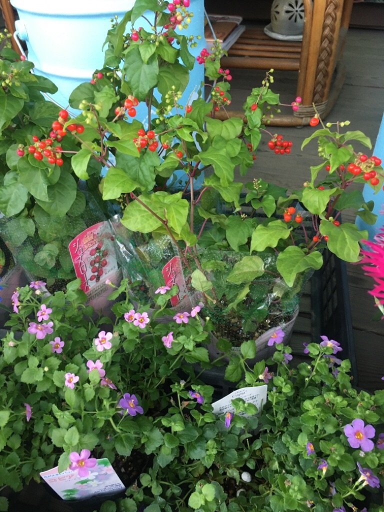 f:id:zappa38:20201021212252j:image f:id:zappa38:20201021212252j:image