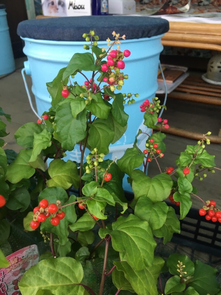 f:id:zappa38:20201021212300j:image f:id:zappa38:20201021212300j:image