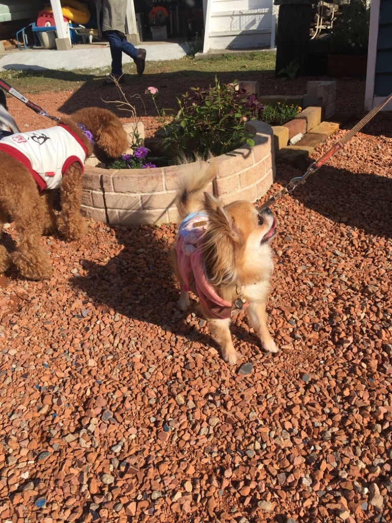 f:id:zappa38:20201021212304j:image f:id:zappa38:20201021212304j:image