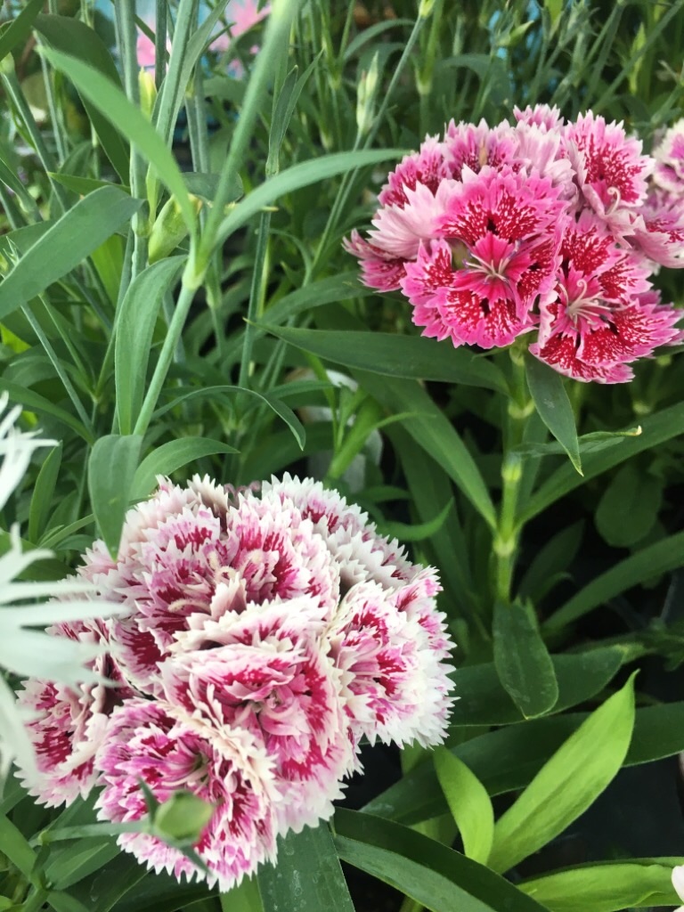 f:id:zappa38:20201021212333j:image f:id:zappa38:20201021212333j:image