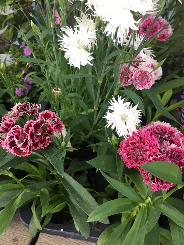 f:id:zappa38:20201021212337j:image f:id:zappa38:20201021212337j:image