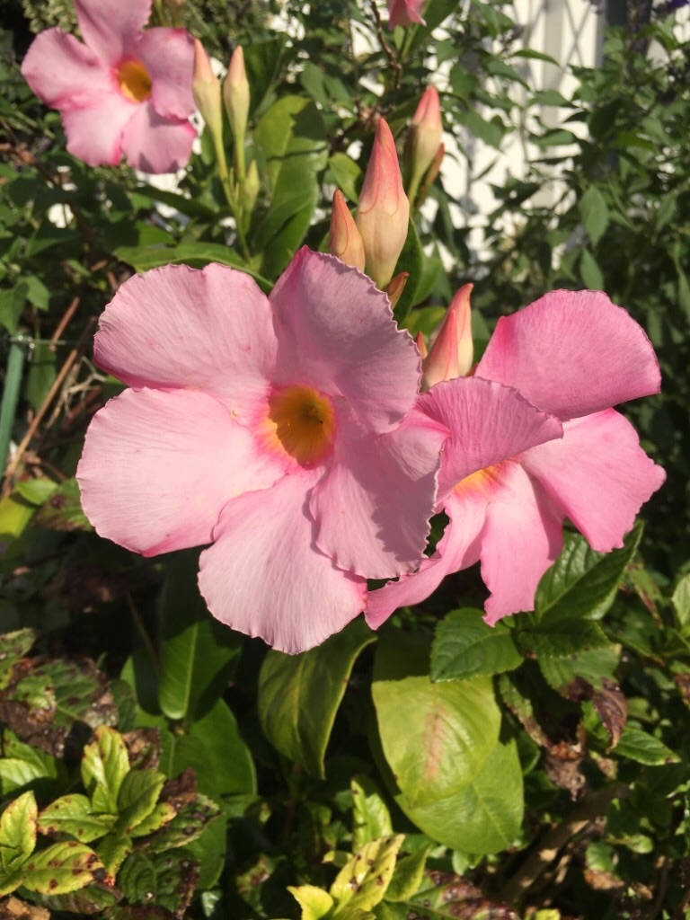 f:id:zappa38:20201021212343j:image f:id:zappa38:20201021212343j:image