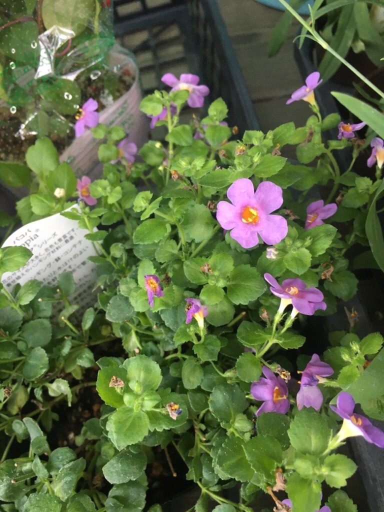 f:id:zappa38:20201021212347j:image f:id:zappa38:20201021212347j:image