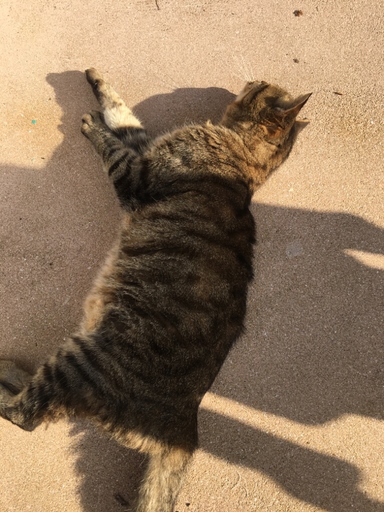 f:id:zappa38:20201021212354j:image f:id:zappa38:20201021212354j:image