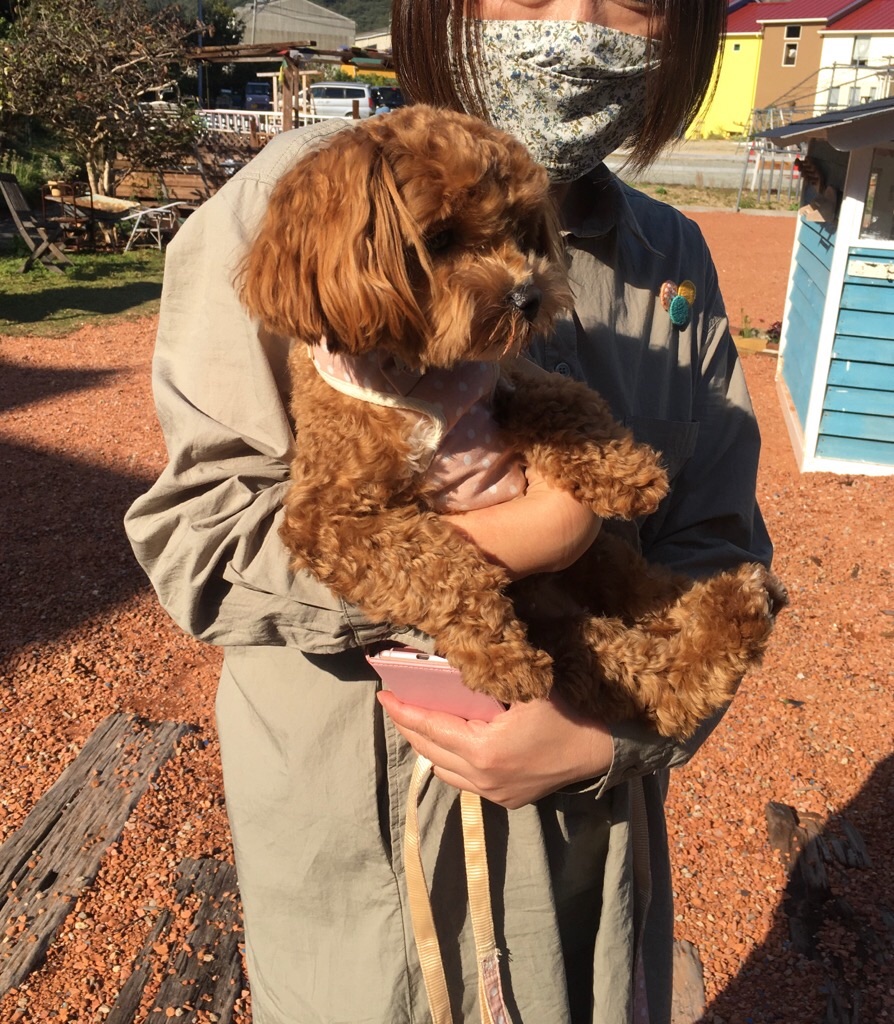 f:id:zappa38:20201021212416j:image f:id:zappa38:20201021212416j:image