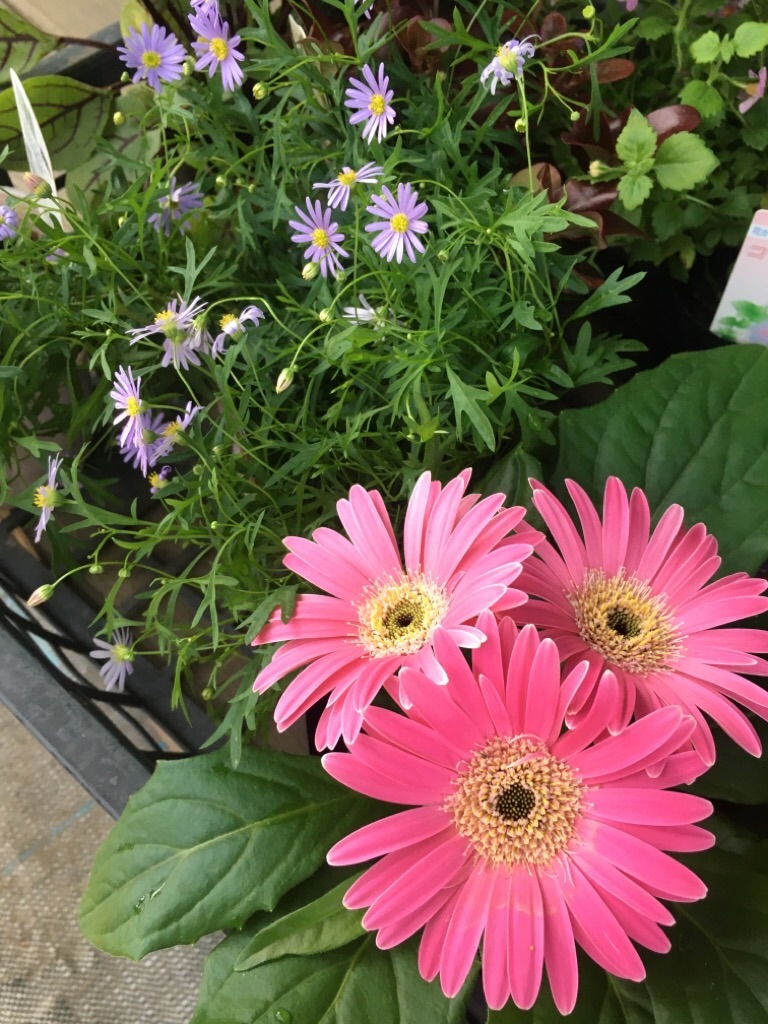 f:id:zappa38:20201021212430j:image f:id:zappa38:20201021212430j:image