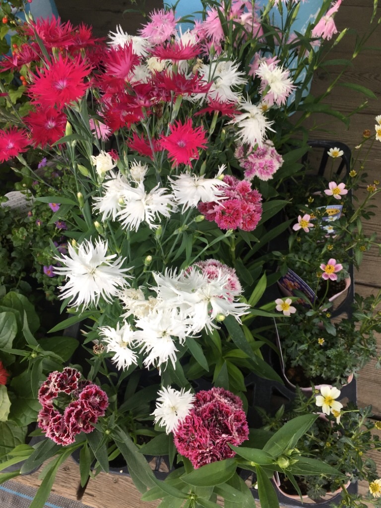 f:id:zappa38:20201021212438j:image f:id:zappa38:20201021212438j:image