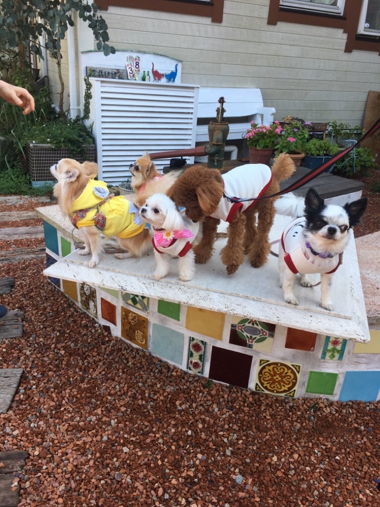 f:id:zappa38:20201021212445j:image f:id:zappa38:20201021212445j:image