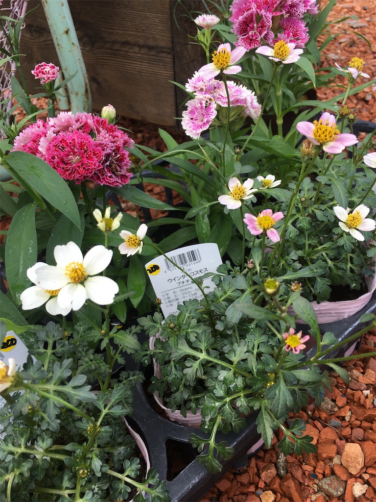 f:id:zappa38:20201030194701j:image f:id:zappa38:20201030194701j:image