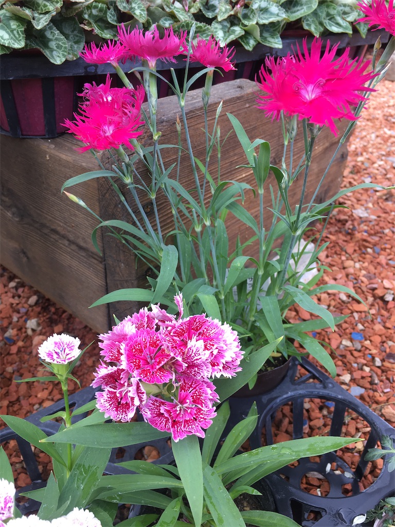 f:id:zappa38:20201030194726j:image f:id:zappa38:20201030194726j:image