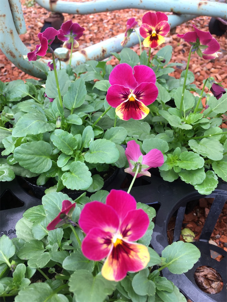 f:id:zappa38:20201030194803j:image f:id:zappa38:20201030194803j:image