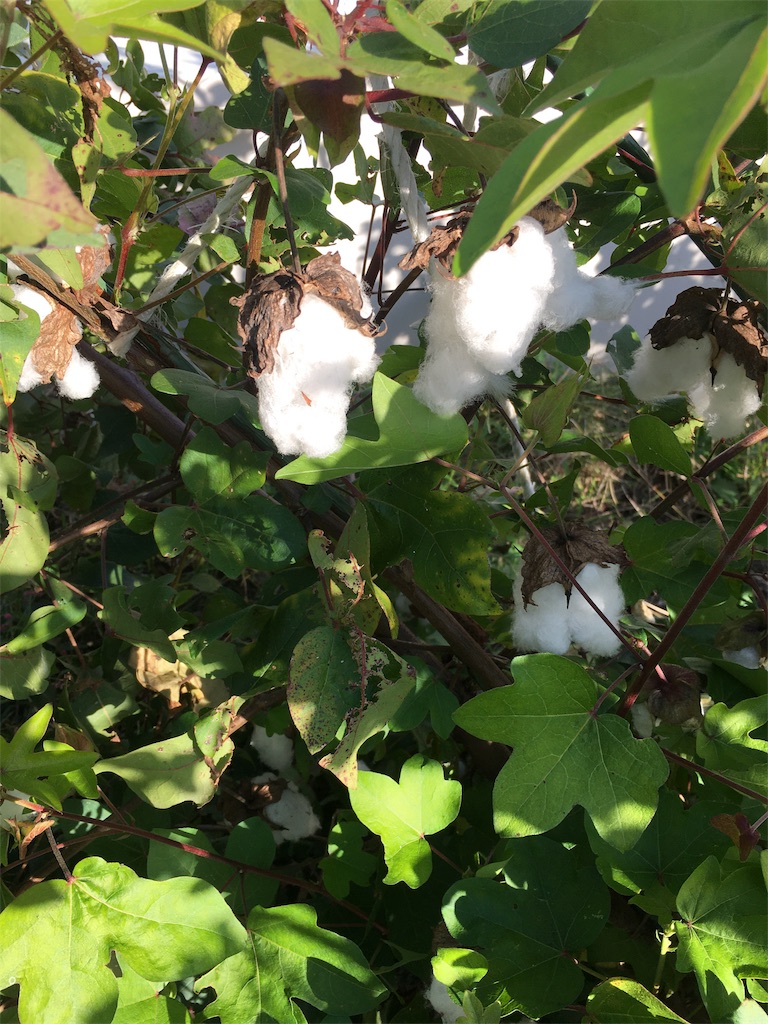 f:id:zappa38:20201030194810j:image f:id:zappa38:20201030194810j:image