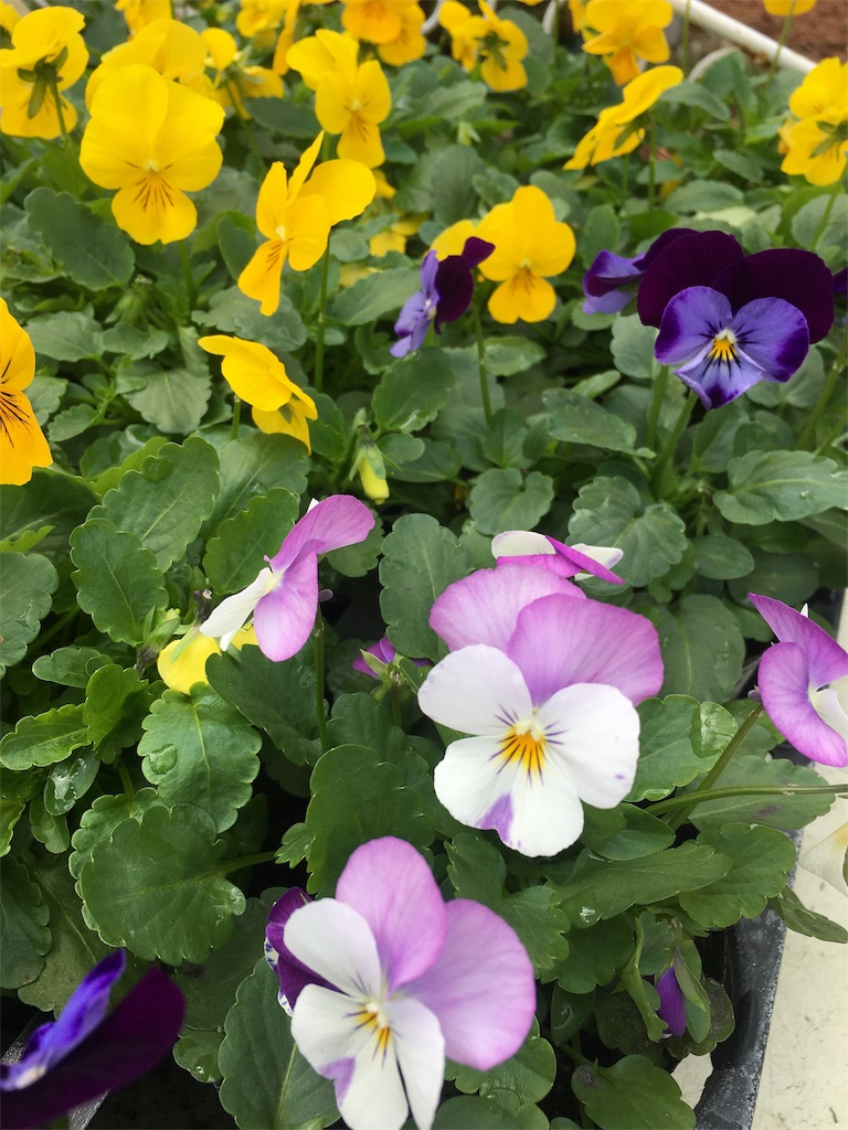 f:id:zappa38:20201030194824j:image f:id:zappa38:20201030194824j:image