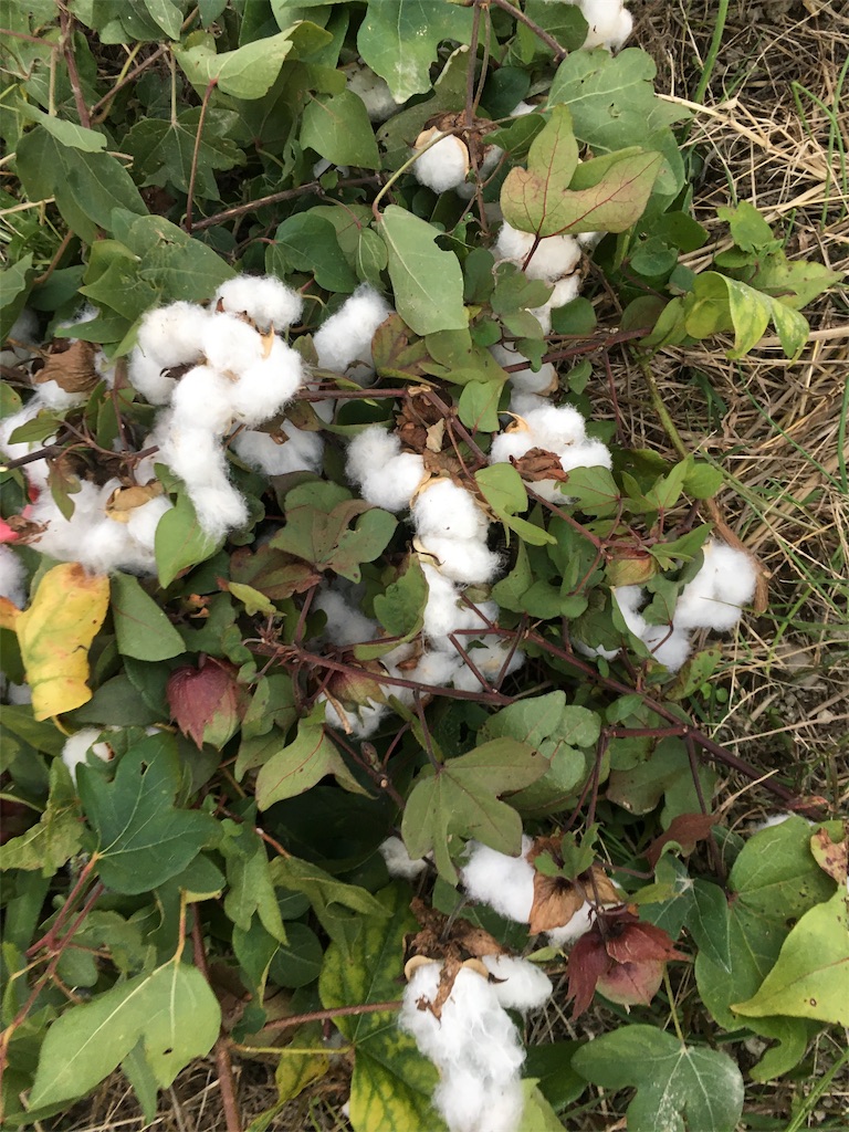 f:id:zappa38:20201030194828j:image f:id:zappa38:20201030194828j:image