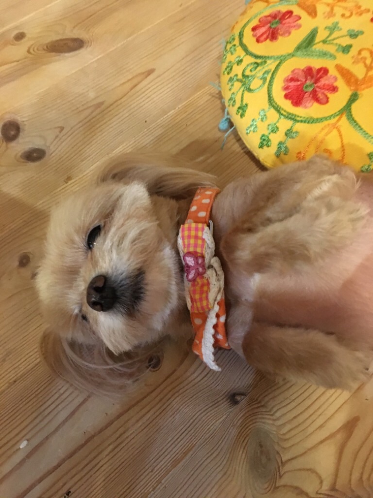 f:id:zappa38:20201030194833j:image f:id:zappa38:20201030194833j:image