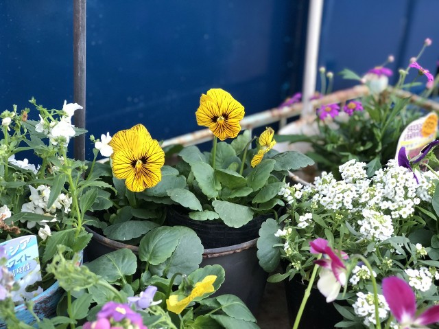 f:id:zappa38:20201122033616j:image f:id:zappa38:20201122033616j:image