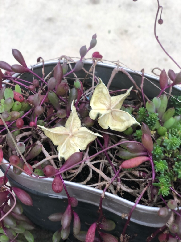 f:id:zappa38:20201128024940j:image