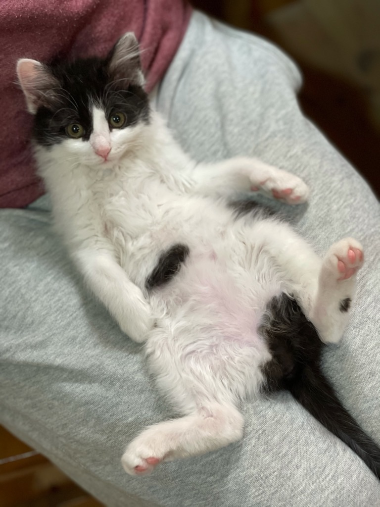 f:id:zappa38:20210126003510j:image f:id:zappa38:20210126003510j:image