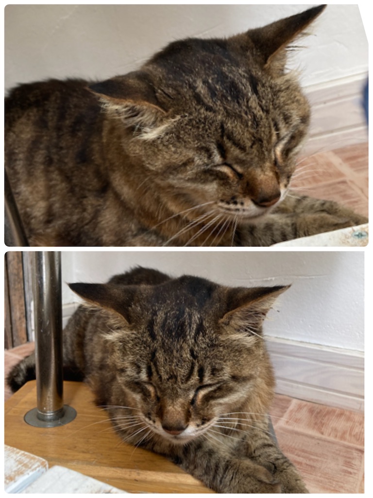 f:id:zappa38:20210801173324j:image f:id:zappa38:20210801173324j:image