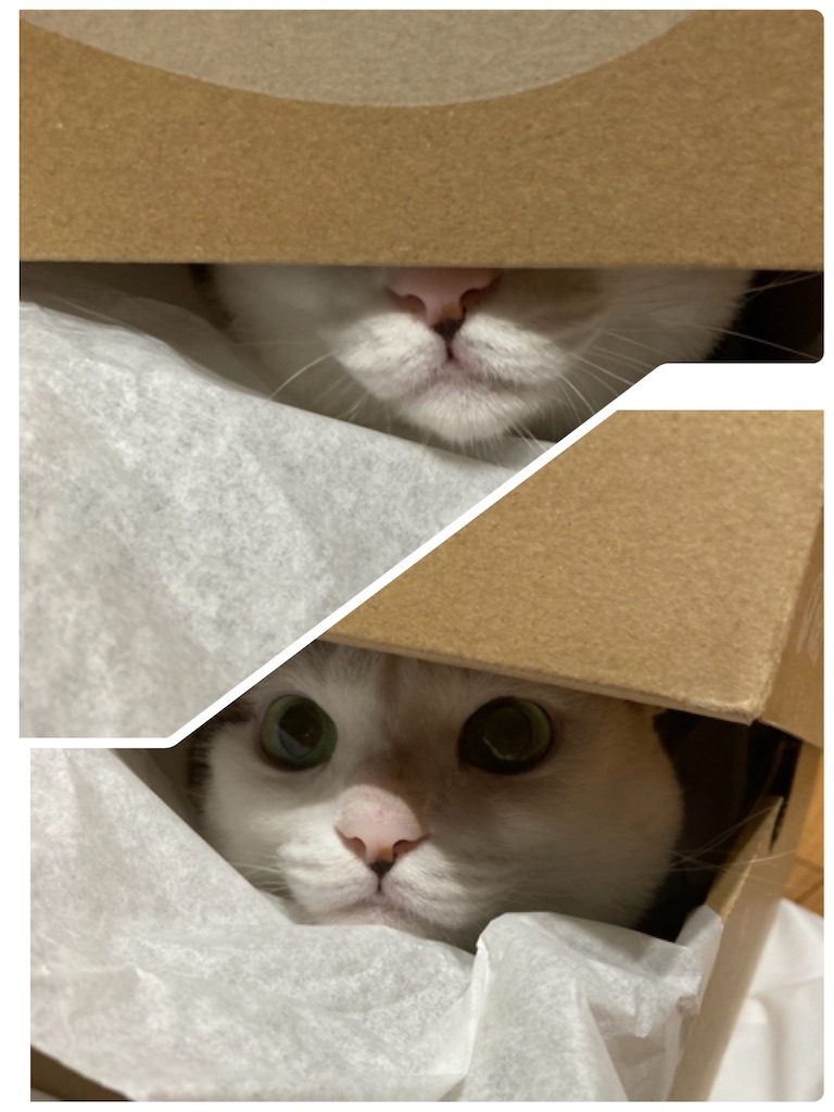 f:id:zappa38:20210801173337j:image f:id:zappa38:20210801173337j:image