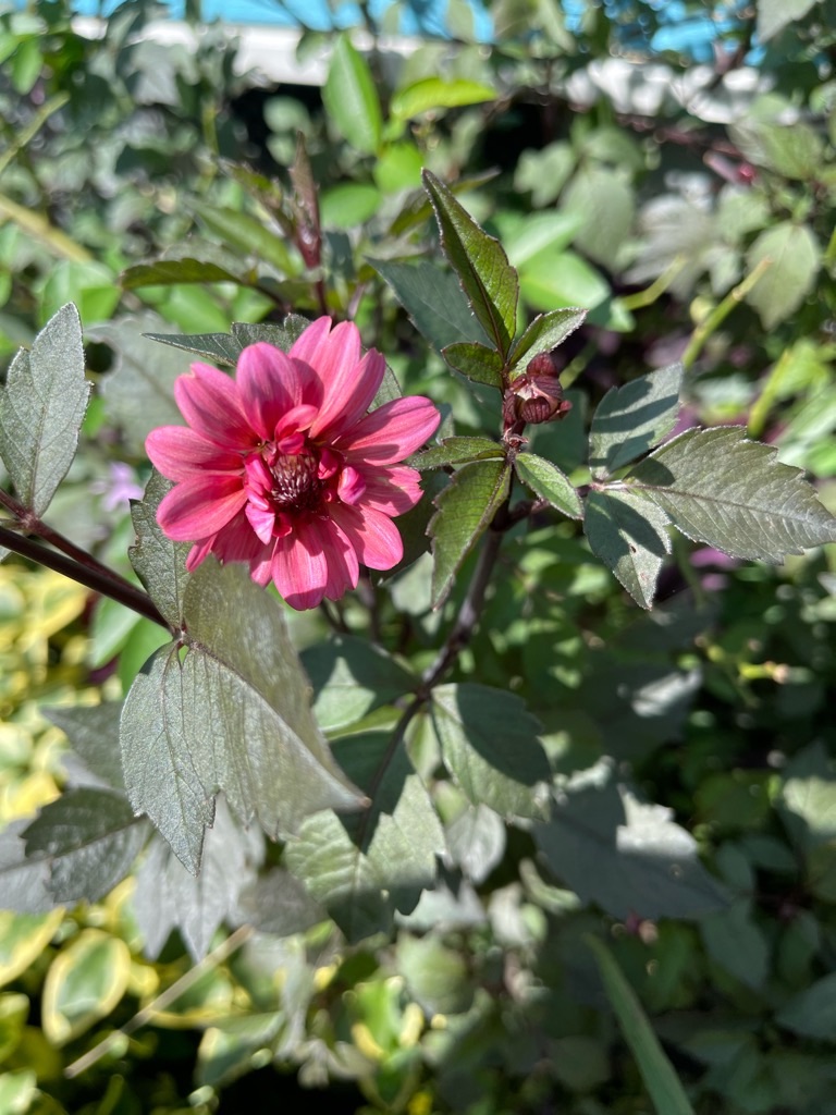 f:id:zappa38:20210922164856j:image f:id:zappa38:20210922164856j:image