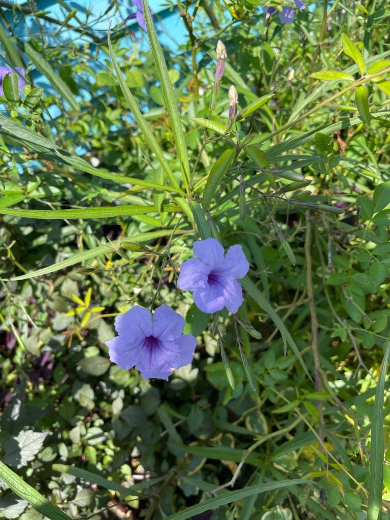 f:id:zappa38:20210922164912j:image f:id:zappa38:20210922164912j:image