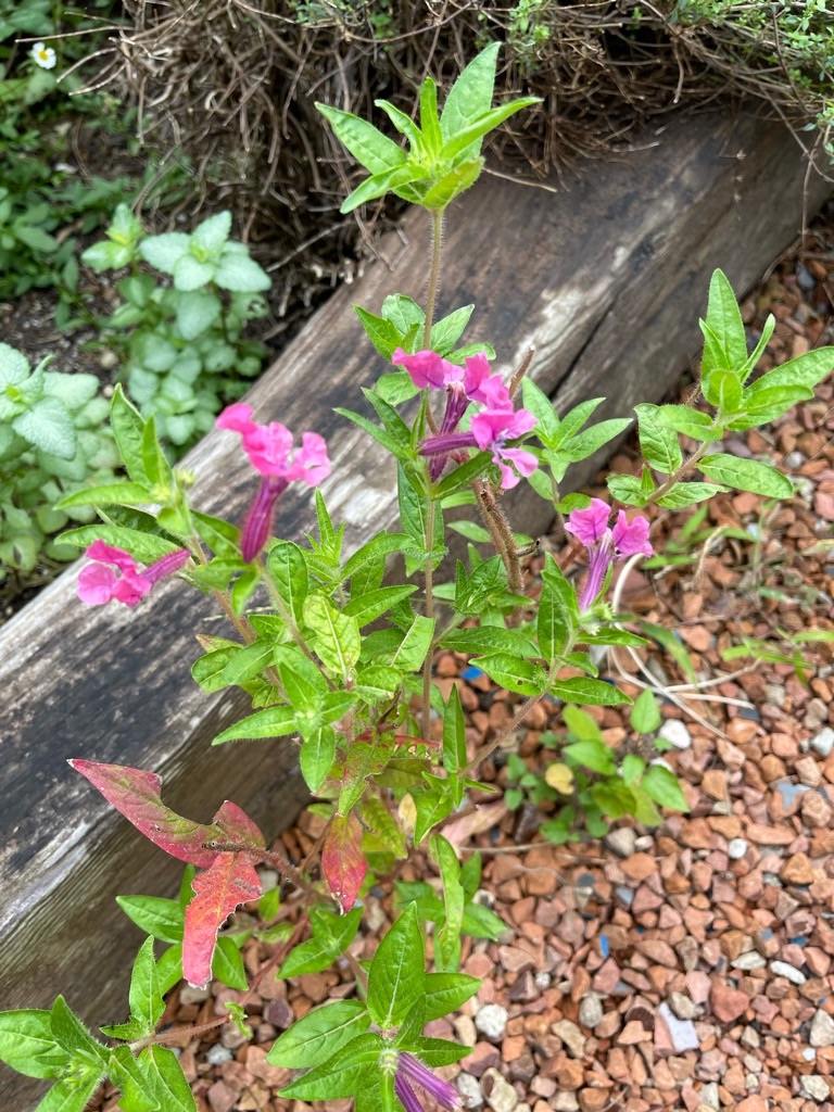 f:id:zappa38:20210923204948j:image f:id:zappa38:20210923204948j:image