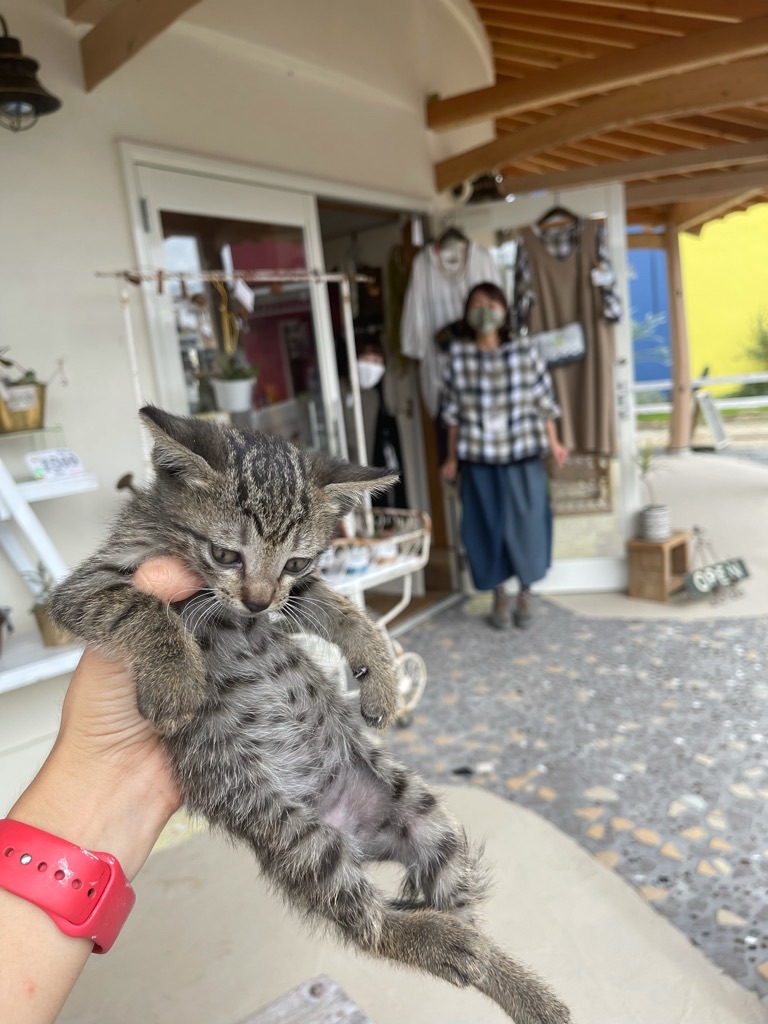 f:id:zappa38:20210926203247j:image f:id:zappa38:20210926203247j:image