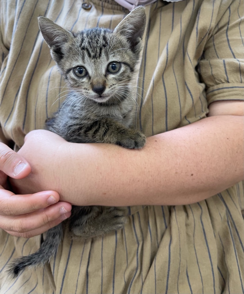 f:id:zappa38:20210928205107j:image