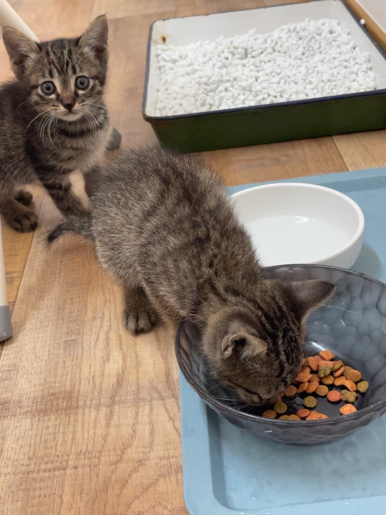 f:id:zappa38:20210928205133j:image