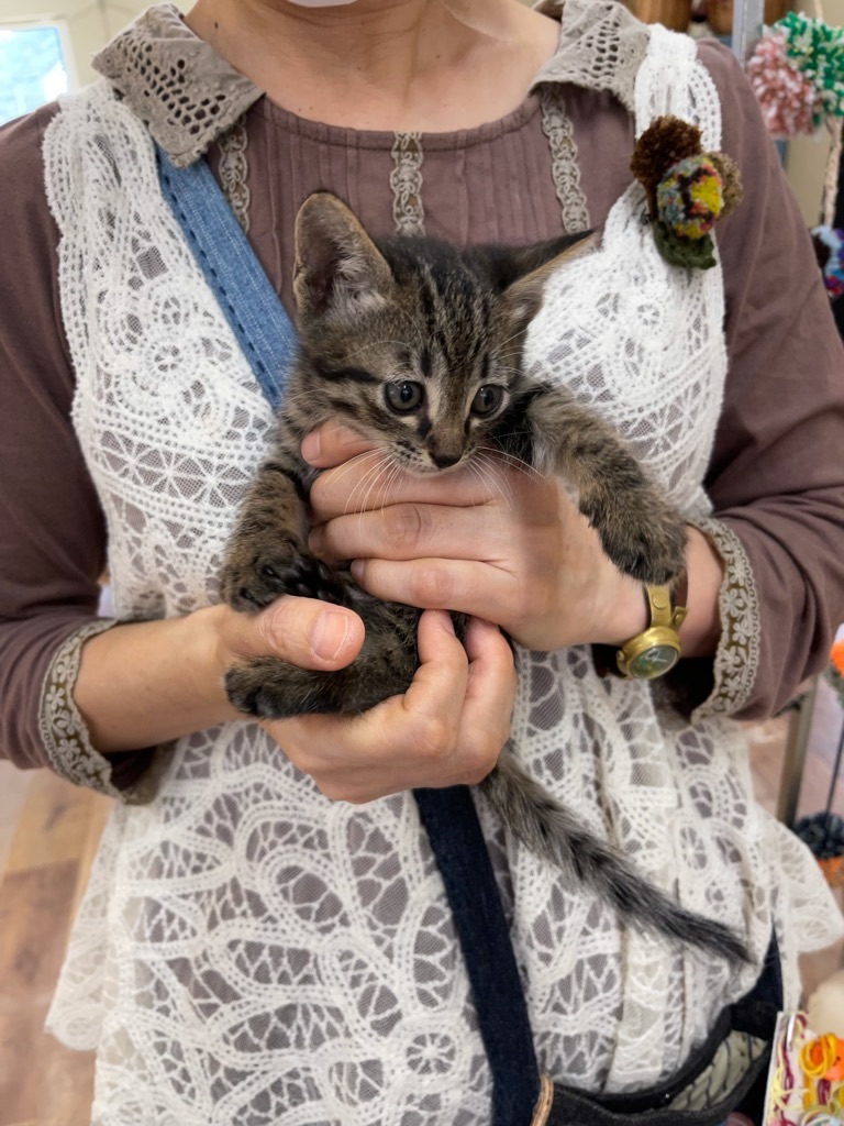 f:id:zappa38:20210928205141j:image