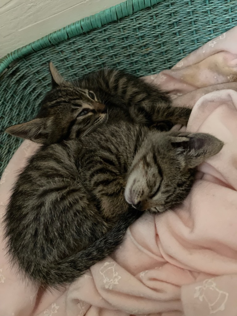 f:id:zappa38:20210928205213j:image