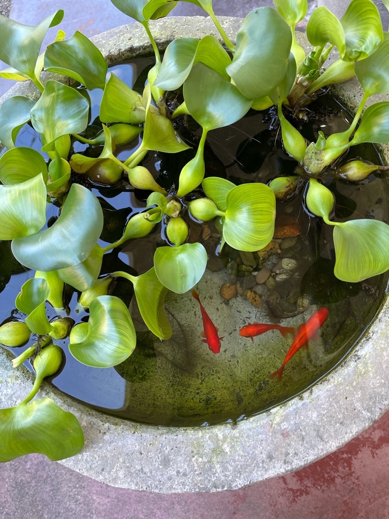 f:id:zappa38:20210929202539j:image