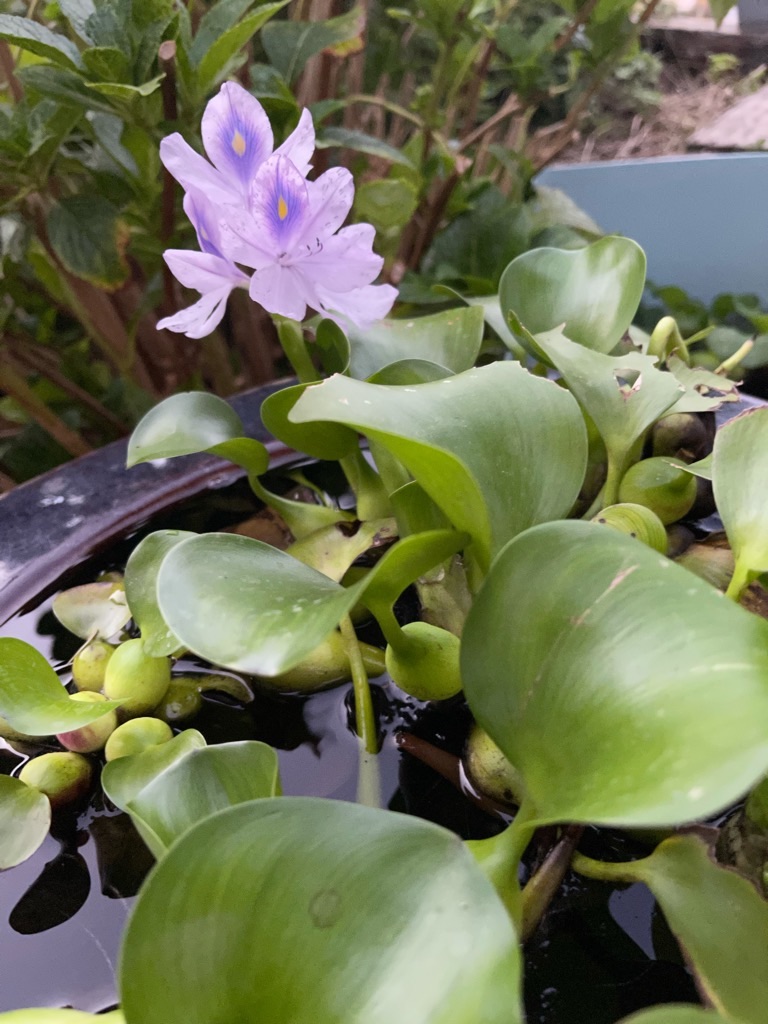 f:id:zappa38:20210929202630j:image