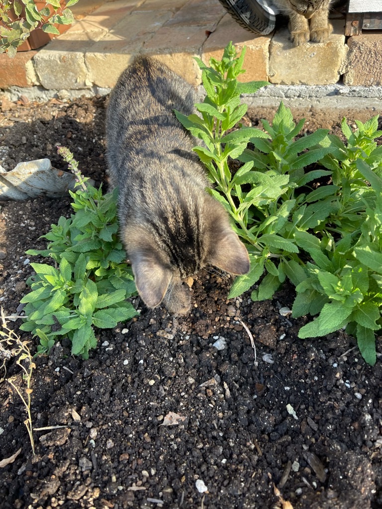 f:id:zappa38:20211120201204j:image f:id:zappa38:20211120201204j:image