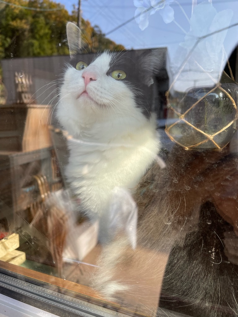 f:id:zappa38:20211120201215j:image f:id:zappa38:20211120201215j:image