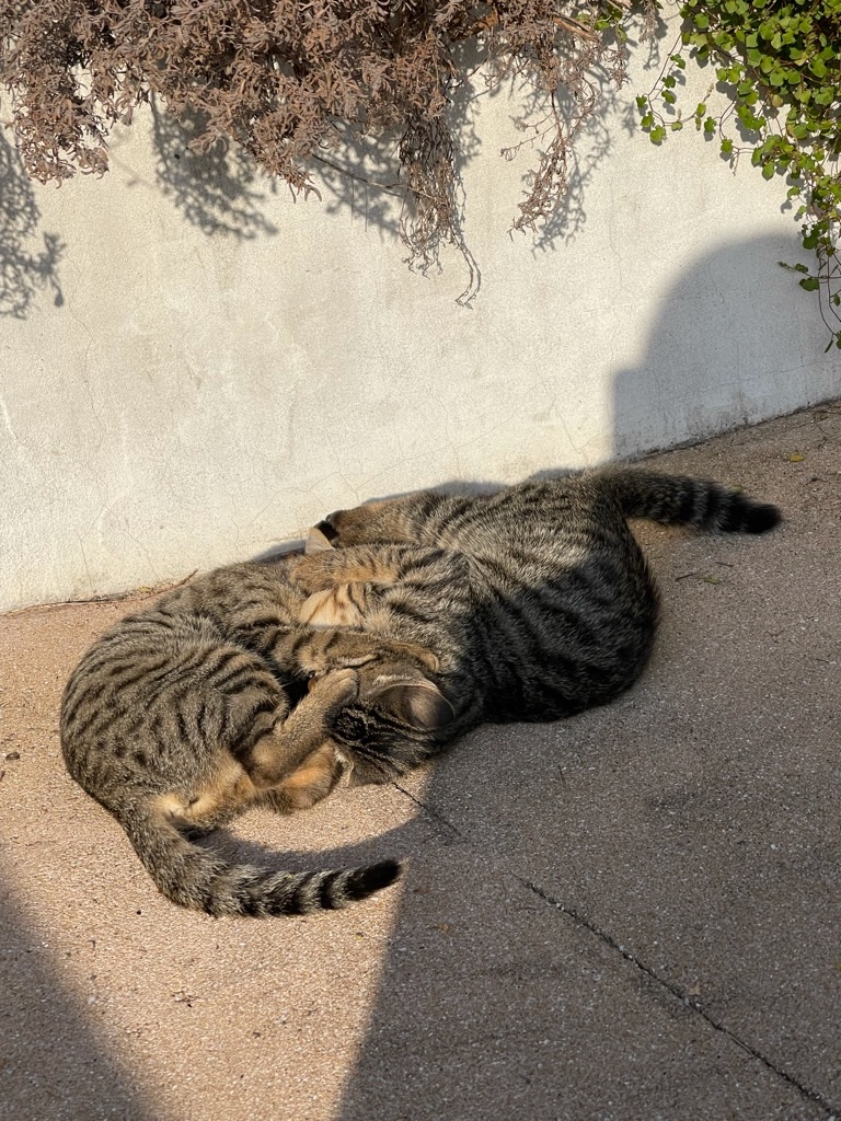 f:id:zappa38:20211120201218j:image f:id:zappa38:20211120201218j:image