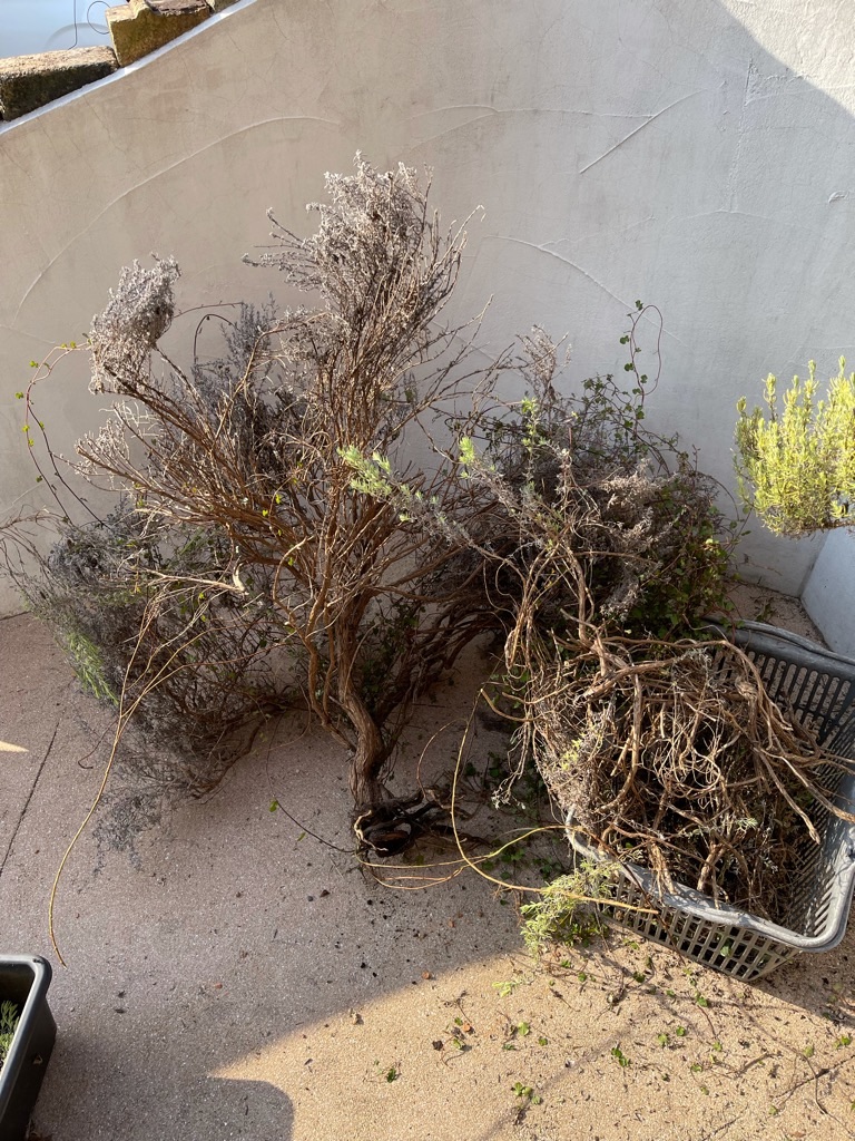 f:id:zappa38:20211120201225j:image f:id:zappa38:20211120201225j:image