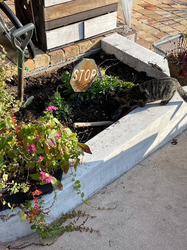 f:id:zappa38:20211120201231j:image f:id:zappa38:20211120201231j:image