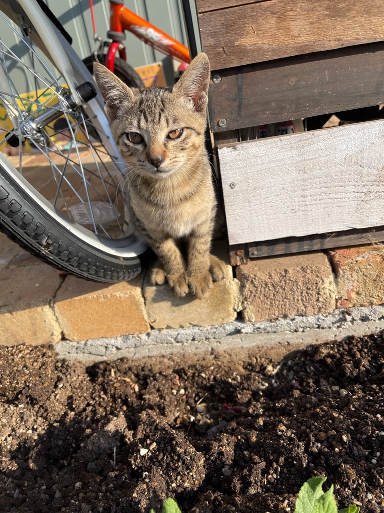 f:id:zappa38:20211120201241j:image f:id:zappa38:20211120201241j:image