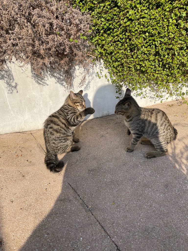 f:id:zappa38:20211120201254j:image f:id:zappa38:20211120201254j:image