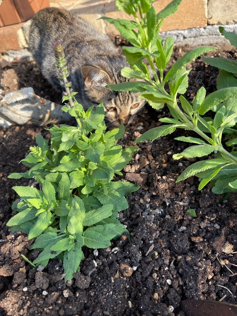 f:id:zappa38:20211120201303j:image f:id:zappa38:20211120201303j:image