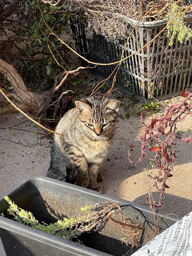 f:id:zappa38:20211120201317j:image f:id:zappa38:20211120201317j:image