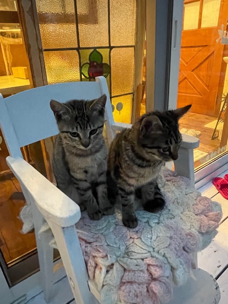 f:id:zappa38:20211122195914j:image f:id:zappa38:20211122195914j:image