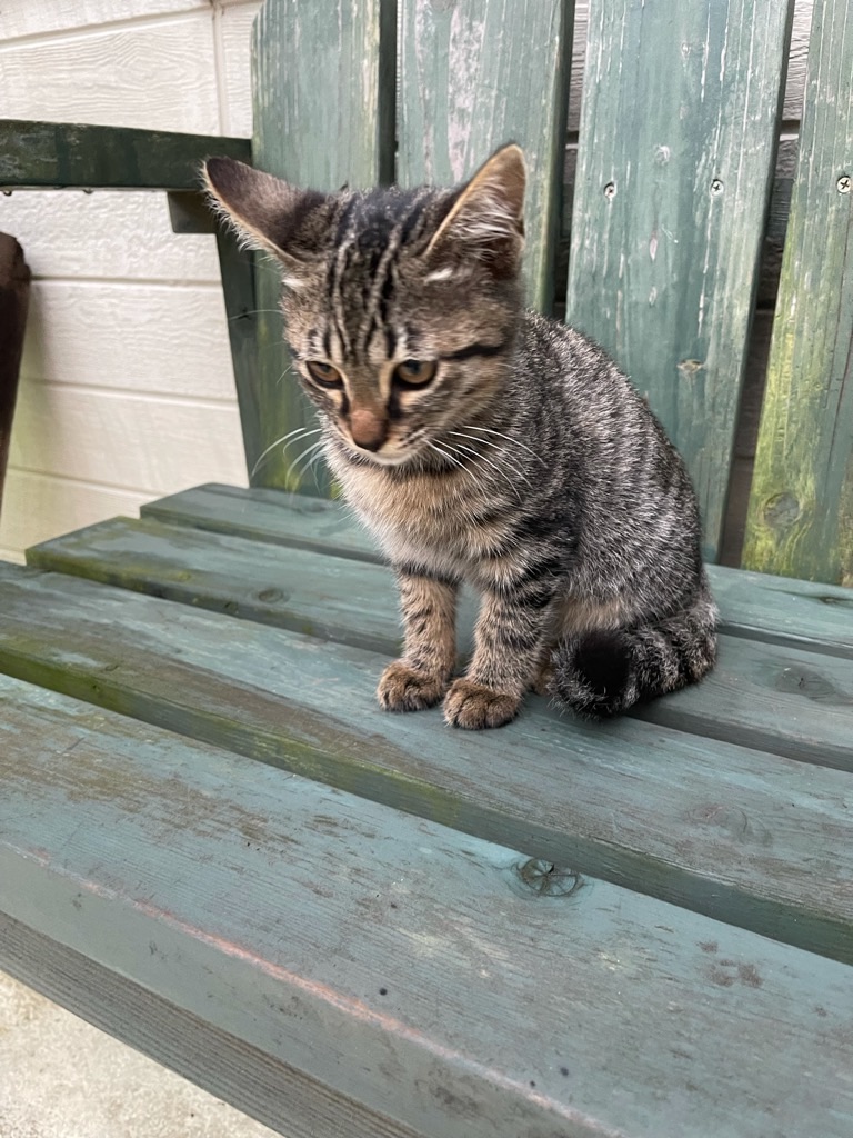 f:id:zappa38:20211122200036j:image f:id:zappa38:20211122200036j:image