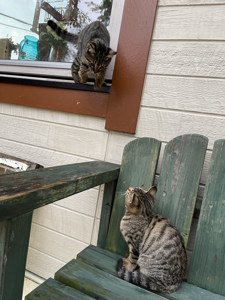 f:id:zappa38:20211122200102j:image f:id:zappa38:20211122200102j:image