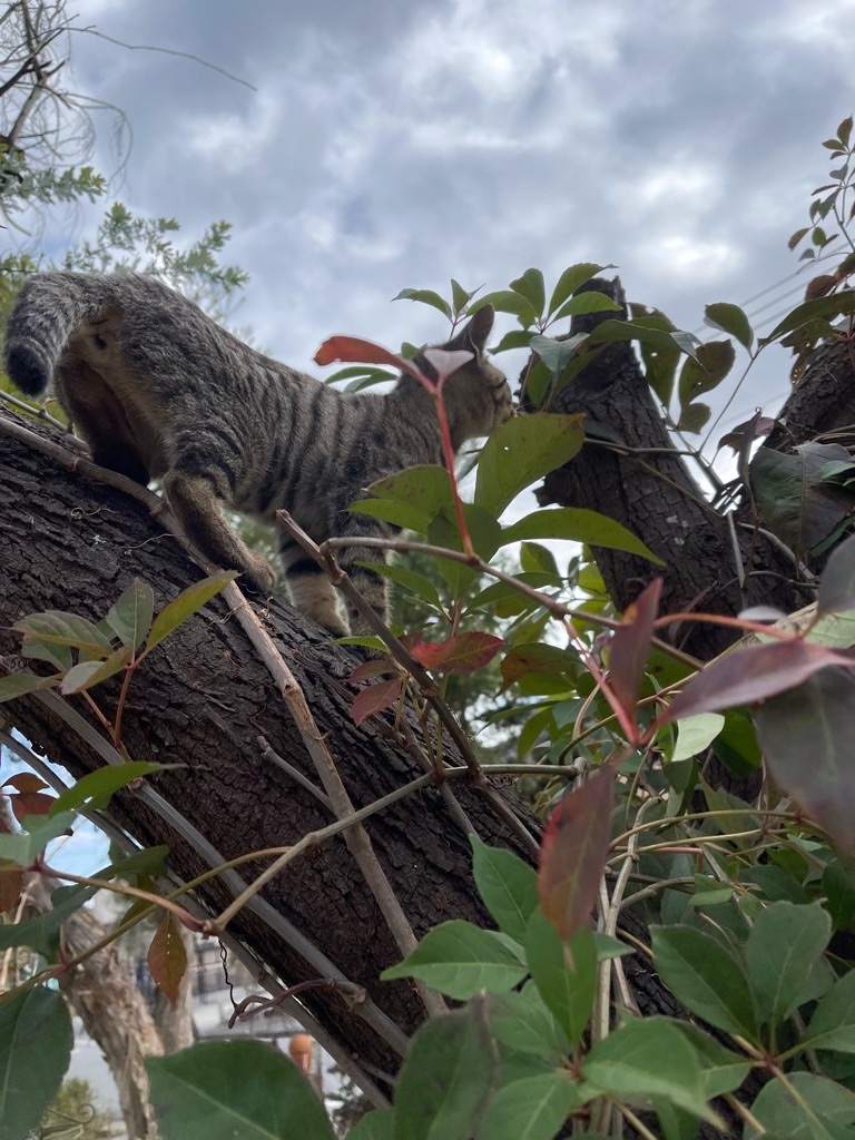 f:id:zappa38:20211123193435j:image f:id:zappa38:20211123193435j:image