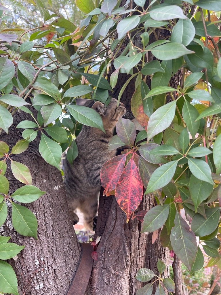 f:id:zappa38:20211123193443j:image f:id:zappa38:20211123193443j:image